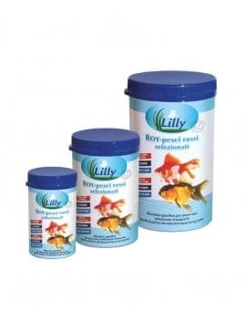 Lilly ROY - aquarium goldfish