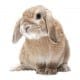 Lilly - RABBYFIBRA Dwarf Rabbits